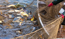 Union Budget: ಮತ್ಸ್ಯಲೋಕದಲ್ಲಿ ಇನ್ನು "ಮೀನು'ಗುತಾರೆ!; 500 ಜಲಾಶಯಗಳ ಅಭಿವೃದ್ಧಿ