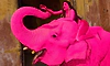 Jaipur’s viral pink elephant died a month ago: What the controversy is about