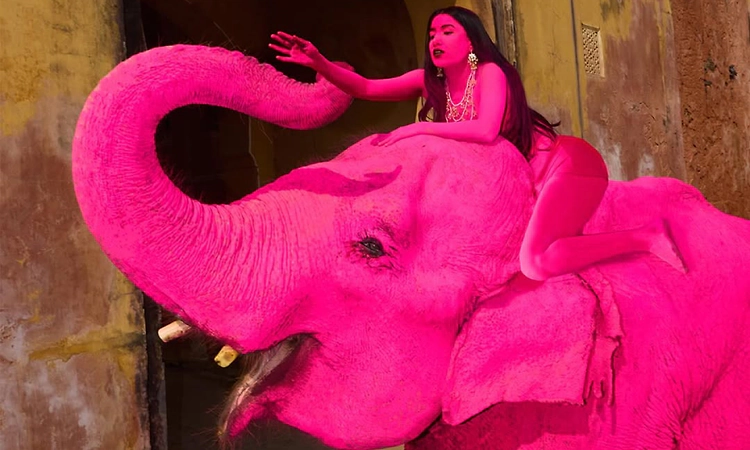 Jaipur’s viral pink elephant died a month ago: What the controversy is about