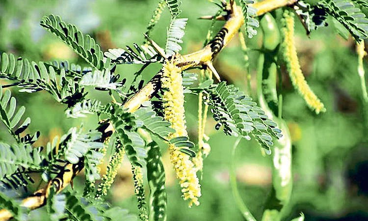 ಬಳ್ಳಾರಿ ಜಾಲಿ ಮರದಿಂದ ತಯಾರು ಆಗಲಿದೆ ಹಸಿರು ಇಂಧನ ಮೆಥನಾಲ್!
