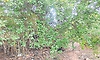 ಹೊಳೆಯಲ್ಲಿ ಹೂಳು: ರೈತರಿಗೆ ತಪ್ಪದ ಗೋಳು