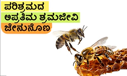 Honeybee: ಪರಿಶ್ರಮದ ಅಪ್ರತಿಮ ಶ್ರಮಜೀವಿ  ಜೇನುನೊಣ