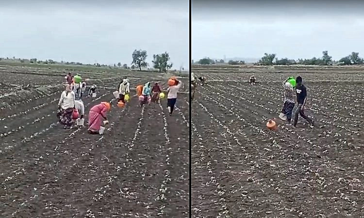 Raichur: ಬರ ಛಾಯೆ: ಕೊಡಗಳಿಂದ ನೀರುಣಿಸಿ ಬೆಳೆ ರಕ್ಷಣೆಗೆ ನಿಂತ ರೈತ!