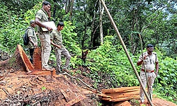 Belthangady: ಅಕ್ರಮ ಮರ ಕಡಿತ: ಅರಣ್ಯ ಇಲಾಖೆ ದಾಳಿ