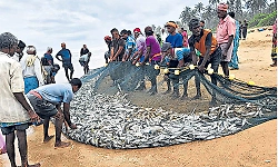 Kai Rampani nets bumper catch, bringing cheer to fishermen and customers