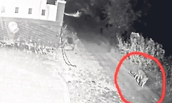 Leopard spotted near house in Kinnigoli, residents worried