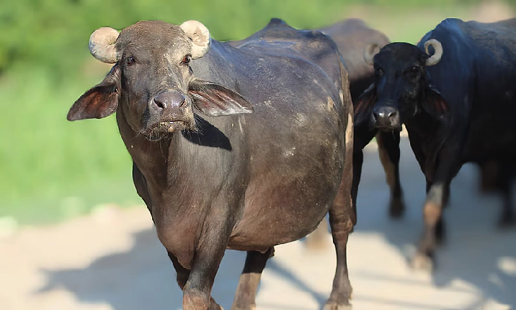 Farmer stages protest with buffalo carcass outside Palghar bank over insurance 'delay'