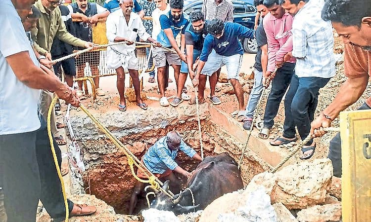 Cow falls into open pipeline pit near Parkala, locals rescue using JCB