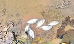 Jagalur: ಕೆರೆಯಲ್ಲಿ ಮೀನುಗಳ ಸಾವು; ದೂರು ದಾಖಲು