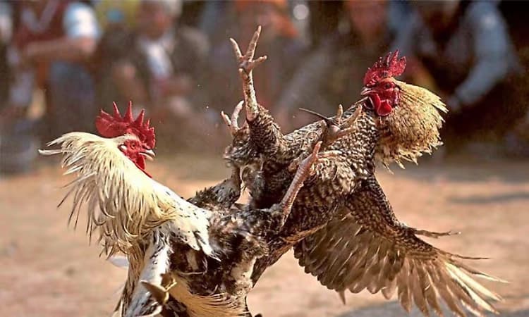 Traditional cockfight cancelled at Kankanady Garadi after police impose conditions