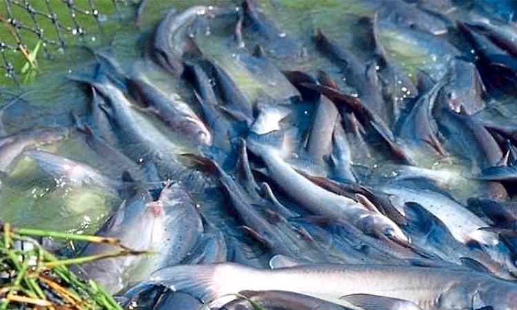 Chintamani: ಎಗ್ಗಿಲ್ಲದೇ ಸಾಗಿದ ನಿಷೇಧಿತ ಕ್ಯಾಟ್‌ ಫಿಶ್‌ ದಂಧೆ!