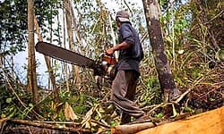 Forest: ನಾವು ಕಾಡಿಗೆ ನುಗ್ಗಿದ್ದೇವೋ ಅಥವಾ ಪ್ರಾಣಿಗಳು ನಾಡಿಗೆ ಬಂದಿವೆಯೋ?