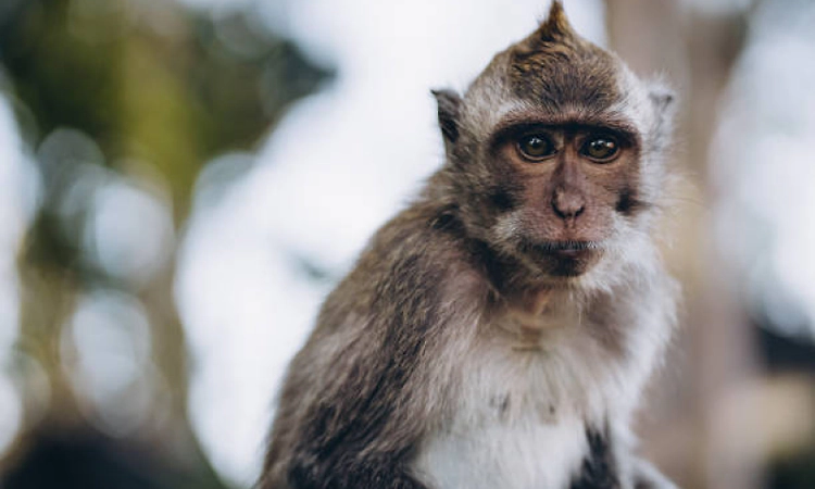 Another KFD case detected in Chikkamagaluru district