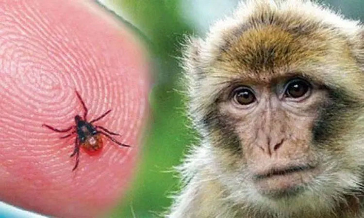 KFD; ಕುಂದಾಪುರ ಭಾಗದಲ್ಲಿ ಮಂಗನ ಕಾಯಿಲೆ: ಆರೋಗ್ಯ ಇಲಾಖೆಯಿಂದ ವಿವಿಧೆಡೆ ಸಮೀಕ್ಷೆ