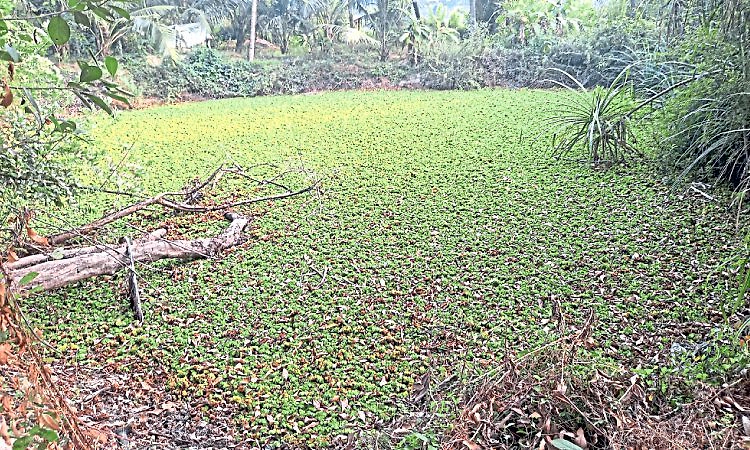 Hemmadi: ಅರಸು ಕೆರೆಗೆ ಸಿಗಲಿ ಅಭಿವೃದ್ಧಿ ಯೋಗ