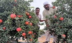 Mundargi: ಕೃಷಿಯಲ್ಲಿ ಗೆದ್ದ ಪ್ರಗತಿಪರ ರೈತ ಹಂಚಿನಾಳ