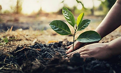 300 trees planted in Israel to celebrate PM Modi's 'Ek Ped Maa ke Naam' initiative, Jewish Festival of Tu Bishvat