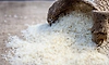 Iran crisis puts India's rice export boom at risk as trade body urges caution