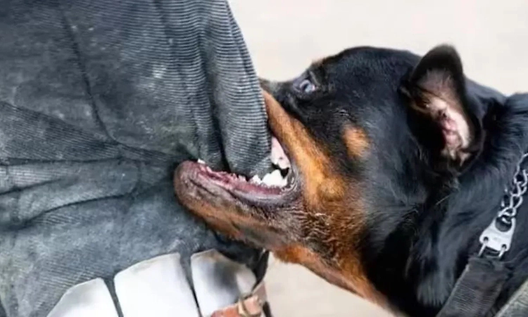 Owner of Rottweiler booked after it mauled woman during morning walk in Bengaluru