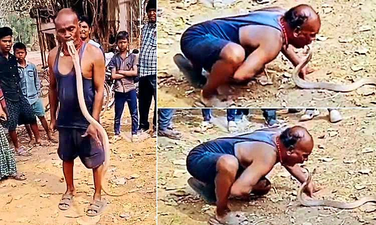 Snake Catcher: ಇಂಥ ಸಾಹಸ ಎಂದೂ ಮಾಡದಿರಿ... ಕೈಯ ಬದಲು ಬಾಯಲ್ಲೇ ಹಾವು ಹಿಡಿಯುವ ಭೂಪ!