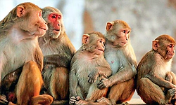 ಜ.1ರಿಂದ ಫೆ.3ರವರೆಗೆ 44 ಮಂದಿಗೆ ಮಂಗನ ಕಾಯಿಲೆ