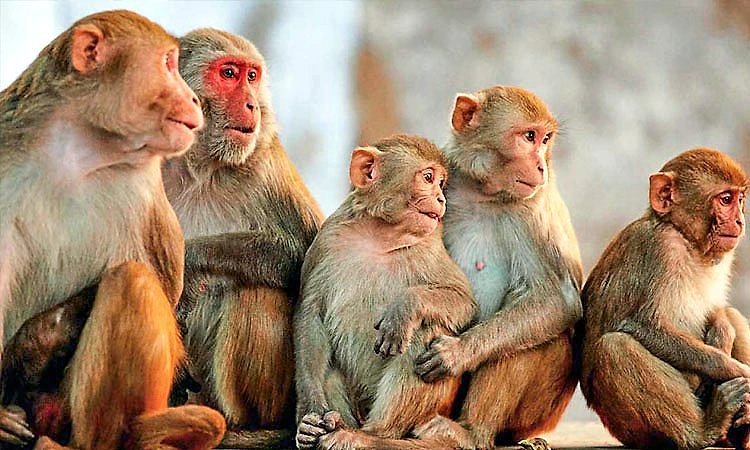 ಜ.1ರಿಂದ ಫೆ.3ರವರೆಗೆ 44 ಮಂದಿಗೆ ಮಂಗನ ಕಾಯಿಲೆ