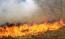 Charmadi Ghati: ಮೂಡಿಗೆರೆ ವ್ಯಾಪ್ತಿಯ ಬೆಂಕಿ ನಿಯಂತ್ರಣಕ್ಕೆ