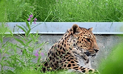 ಬೆಳ್ತಂಗಡಿಯ ಸುದೆಮುಗೇರು: ನಾಯಿಯನ್ನು ಕೊಂದ ಚಿರತೆ