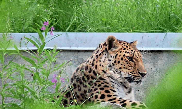 ಬೆಳ್ತಂಗಡಿಯ ಸುದೆಮುಗೇರು: ನಾಯಿಯನ್ನು ಕೊಂದ ಚಿರತೆ