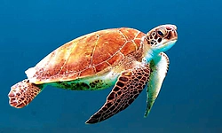 ಕರಾವಳಿಗೆ ಕಡಲಾಮೆ ಪಥ... ಕೇಂದ್ರ ಬಜೆಟ್‌ನಲ್ಲಿ ಕಡಲಾಮೆ ಮಾರ್ಗದರ್ಶಿ ಪಥ ಯೋಜನೆ