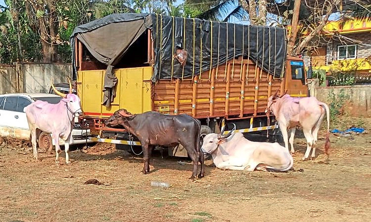 ಯಲ್ಲಾಪುರ: ಕಸಾಯಿಖಾನೆಗೆ ಸಾಗಿಸುತ್ತಿದ್ದ 19 ಜಾನುವಾರುಗಳ ರಕ್ಷಣೆ; ಇಬ್ಬರು ಆರೋಪಿಗಳು ವಶಕ್ಕೆ