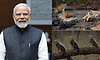 World Wildlife Day: ವನ್ಯಜೀವಿ ಸಂಪತ್ತನ್ನು ಸಂರಕ್ಷಿಸುವುದು ನಮ್ಮೆಲ್ಲರ ಕರ್ತವ್ಯ: ಮೋದಿ