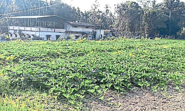 Bajpe: ಕೃಷಿಕರ ಶತಪ್ರಯತ್ನದಿಂದ ಕೊನೆಗೂ ಮೇಲೆದ್ದ ತರಕಾರಿ ಗಿಡಗಳು