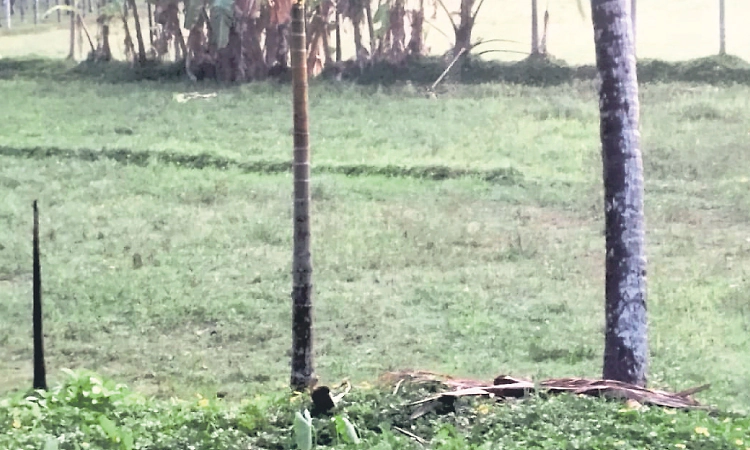 Karkala: ಭತ್ತ ಕೃಷಿಕರಿಗೆ ಮಳೆ ವಿಳಂಬ ಚಿಂತೆ