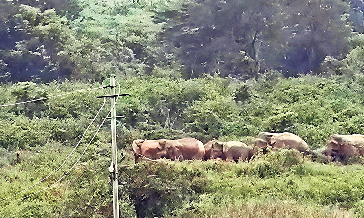 ವಿರಾಜಪೇಟೆ: 12ಕ್ಕೂ ಹೆಚ್ಚು ಕಾಡಾನೆಗಳ ಹಿಂಡು ಪ್ರತ್ಯಕ್ಷ; ಗ್ರಾಮಸ್ಥರ ಆತಂಕ