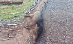 ಕಾಡಂಚಿನ ಗ್ರಾಮಗಳಲ್ಲಿ ಕಾಡುಹಂದಿಗಳ ಸಾಮೂಹಿಕ ಸಾವು