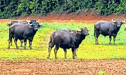 Wild bison destroy paddy fields in Shiriyara; farmers seek permanent solution