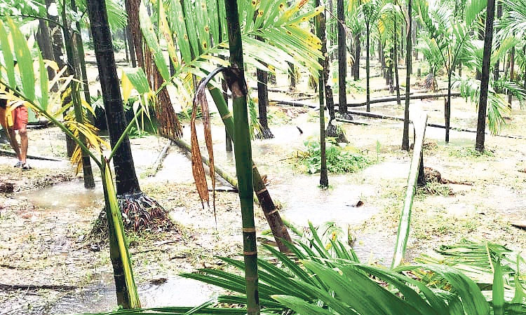 ಬೆಳ್ತಂಗಡಿ: ಚಾರ್ಮಾಡಿಯಲ್ಲಿ ಕಾಡಾನೆಗಳ ಹಾವಳಿ, ಅಪಾರ ಪ್ರಮಾಣದ ಬೆಳೆ ನಾಶ