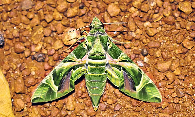 ಆಗುಂಬೆ: ರಾಷ್ಟ್ರೀಯ ಪತಂಗಗಳ ವಾರ