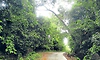 Kundapur: ಹಲವೆಡೆ ರಸ್ತೆಗೆ ವಾಲಿದ ಅಪಾಯಕಾರಿ ಮರಗಳು