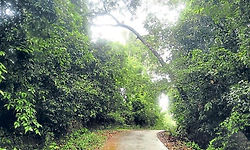 Kundapur: ಹಲವೆಡೆ ರಸ್ತೆಗೆ ವಾಲಿದ ಅಪಾಯಕಾರಿ ಮರಗಳು