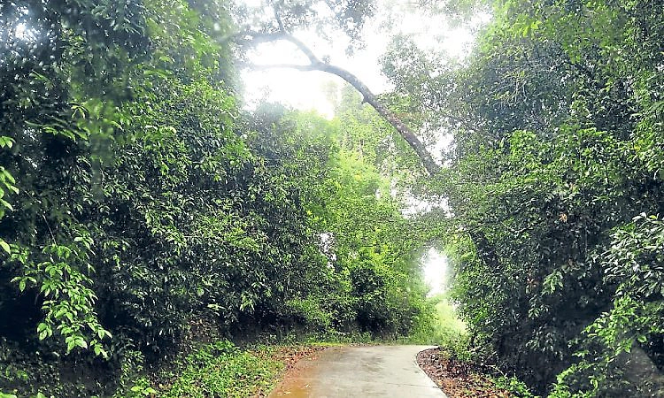 Kundapur: ಹಲವೆಡೆ ರಸ್ತೆಗೆ ವಾಲಿದ ಅಪಾಯಕಾರಿ ಮರಗಳು