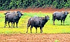 Kota: ಶಿರಿಯಾರದಲ್ಲಿ ಕಾಟಿಗಳ ಕಾಟ: ಕಂಗೆಟ್ಟ ಕೃಷಿಕರು