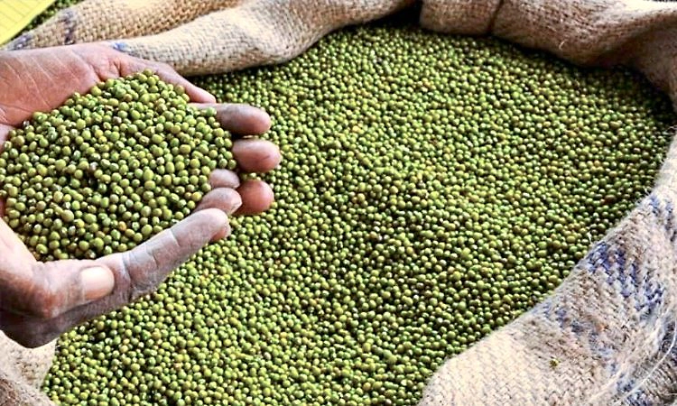 ಇಳುವರಿ ಭಾರಿ ಕುಸಿತ: ಮುಗಿಲ ಮುಟ್ಟಿದ ಹೆಸರು ಬೇಳೆ ಬೆಲೆ!