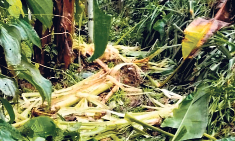 ಸುಳ್ಯ ನಗರಕ್ಕೂ ಲಗ್ಗೆ ಇಟ್ಟ ಕಾಡಾನೆ ಹಿಂಡು : ಅಪಾರ ಕೃಷಿ ಹಾನಿ