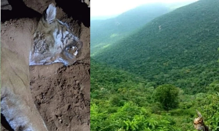 Tiger killing reported in MM Hills forest on first day of Wildlife Week