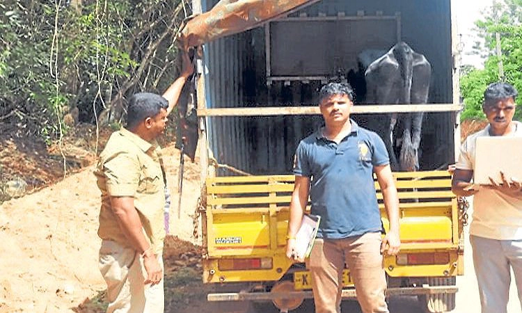 Mangaluru: ದನ ಅಕ್ರಮ ಸಾಗಾಟ ಪತ್ತೆ