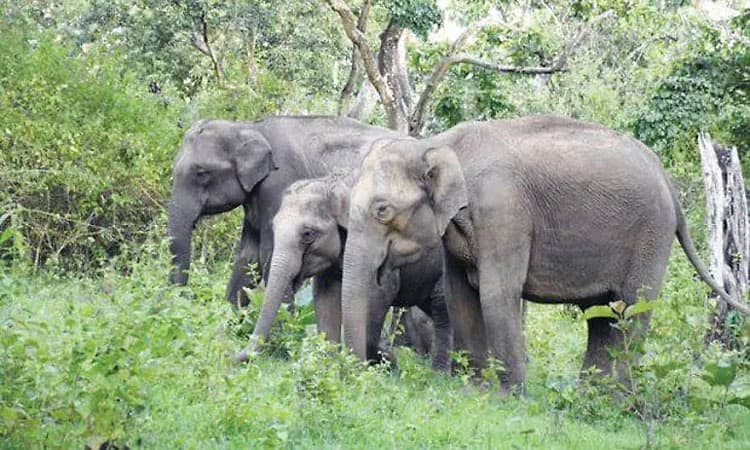 ಮಾನವ-ವನ್ಯಜೀವಿ ಸಂಘರ್ಷ ವೈಜ್ಞಾನಿಕ ಅಧ್ಯಯನ ಅಗತ್ಯ