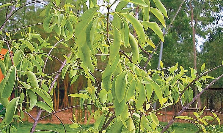 ರಾಜ್ಯ ಮರ: ಶ್ರೀಗಂಧದ ಮರ