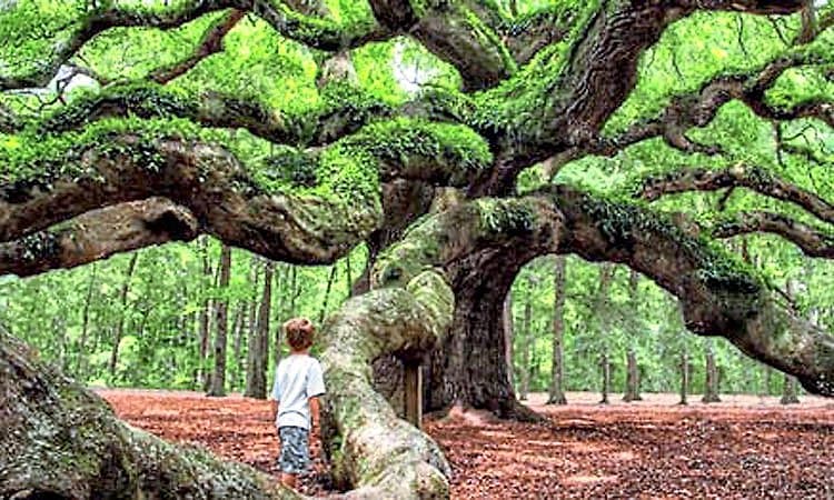 Growth: ನಿನ್ನ ಬೆಳವಣಿಗೆ ಇತರರಿಗೆ ಆಸರೆಯಾಗಲಿ